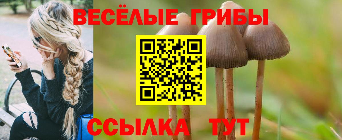 Камышлов  купить закладку  Вход с VPN  Псилоцибиновые грибы Psilocybe  Галлюциногенные грибы Psilocybine cubensis 